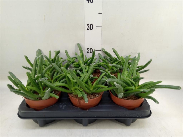 <h4>Cotyledon  'Elephants Trunk'</h4>