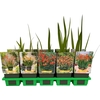 Crocosmia overig