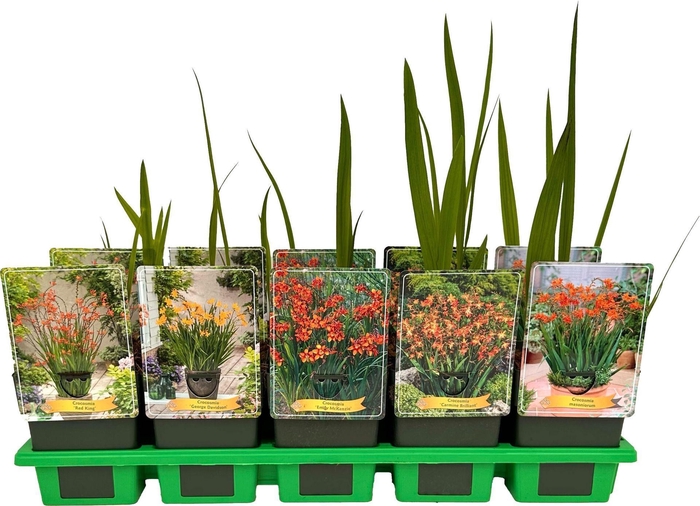 Crocosmia overig