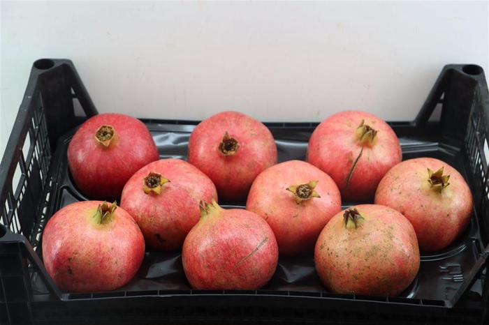 <h4>Sier Granaatappel Rood X9 P Box</h4>