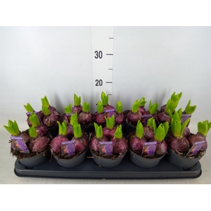 Hyacinthus orie. 'Pearl Blue'