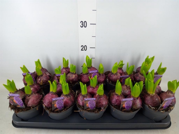 <h4>Hyacinthus orie. 'Pearl Blue'</h4>