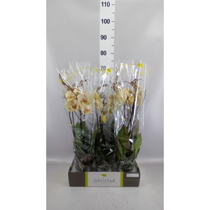 Phalaenopsis   ...yellow