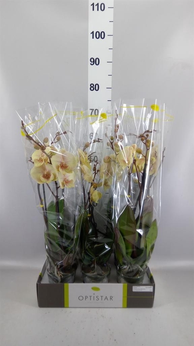<h4>Phalaenopsis   ...yellow</h4>