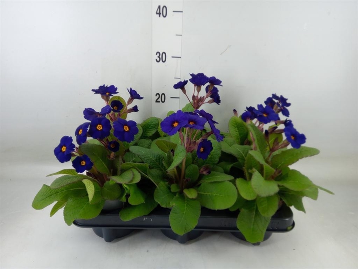 <h4>Primula elat. 'Stella Blau'</h4>