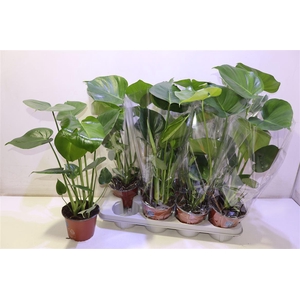Monstera Deliciosa