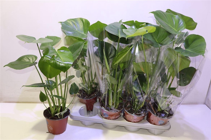 <h4>Monstera Deliciosa</h4>