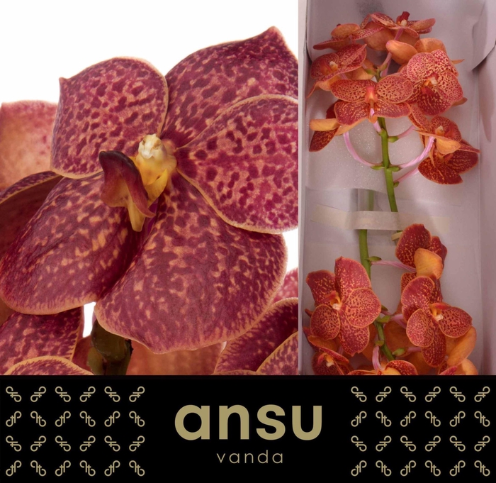 <h4>Vanda  'Sunanda Fire Red'</h4>