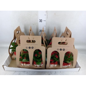 Arr.   Kamerplant Groen L%