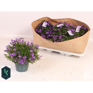 Camp Portenschlagian