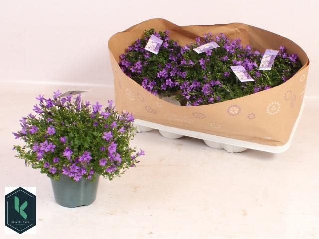 <h4>CAMP PORTENSCHLAGIAN</h4>