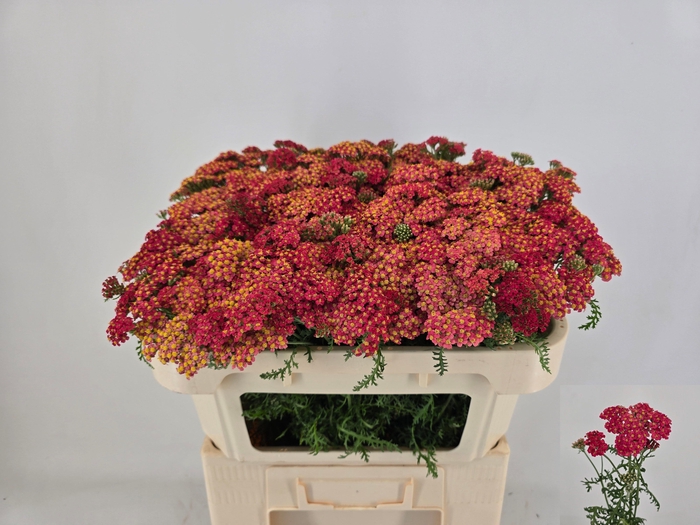 <h4>ACHIL M PAPRIKA</h4>