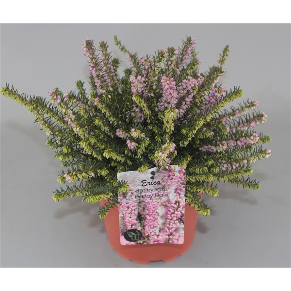 <h4>Erica darleyensis 'Darley Dale' C2</h4>