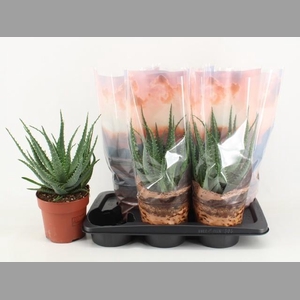 ALOE ARBORESCENS