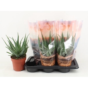 ALOE ARBORESCENS