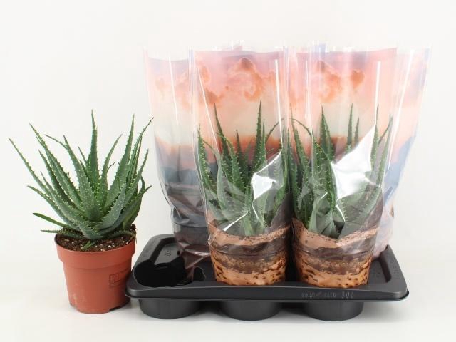 <h4>ALOE ARBORESCENS</h4>