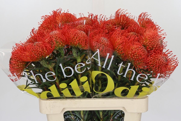 <h4>Nutans Succession</h4>