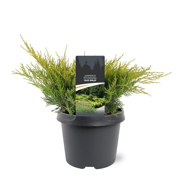 <h4>Juniperus x pfitzeriana Old Gold</h4>