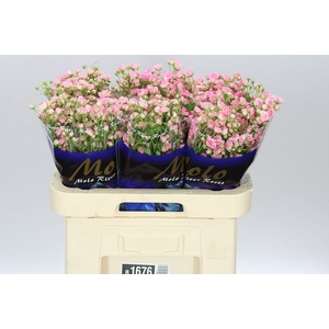 Rosa Tr Gypsy Rose