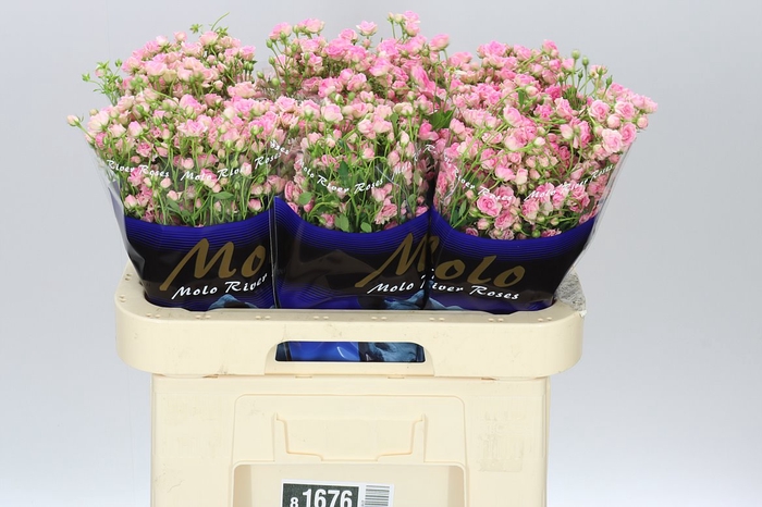 <h4>Rosa Tr Gypsy Rose</h4>