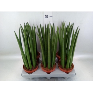 Sansevieria   ...
