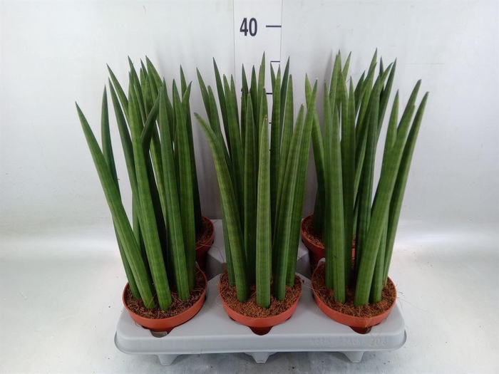 <h4>Sansevieria   ...</h4>