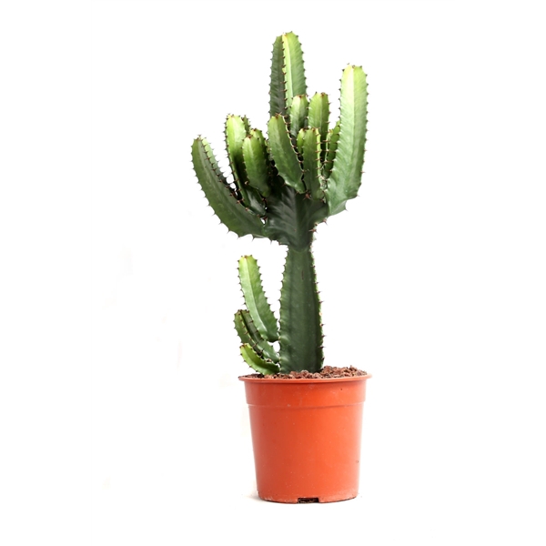 <h4>Euphorbia acruensis canarias 21 cm</h4>