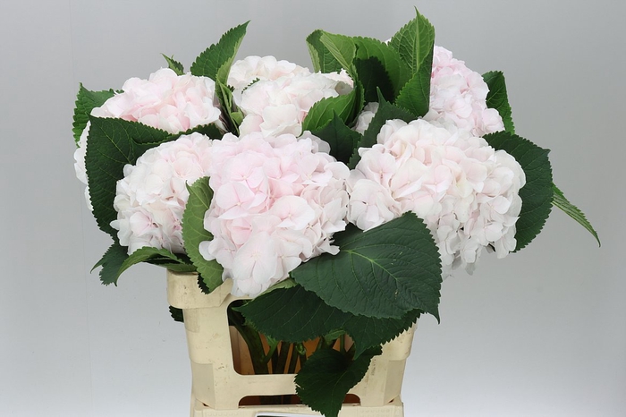 <h4>Hyd Sweet Verena</h4>