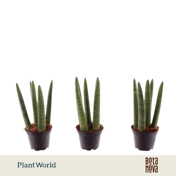 <h4>Sansevieria cylindrica 'Spaghetti' P6</h4>