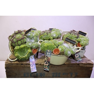 arr8 Arr Sempervivum In Zinken Kom