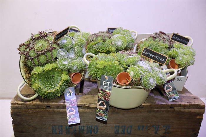 <h4>arr8 Arr Sempervivum In Zinken Kom</h4>