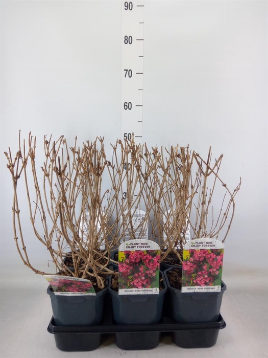 <h4>Weigela ...</h4>