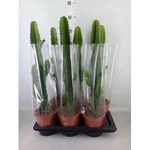 Euphorbia acrurensis