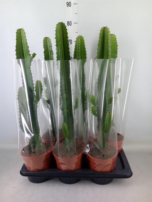 <h4>Euphorbia acrurensis</h4>
