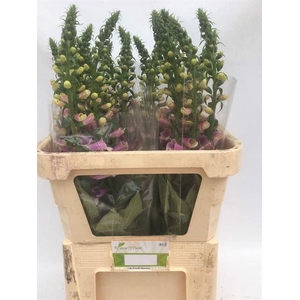 DIGITALIS PU CAMELOT LAVENDER