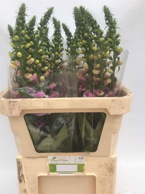 <h4>DIGITALIS PU CAMELOT LAVENDER</h4>