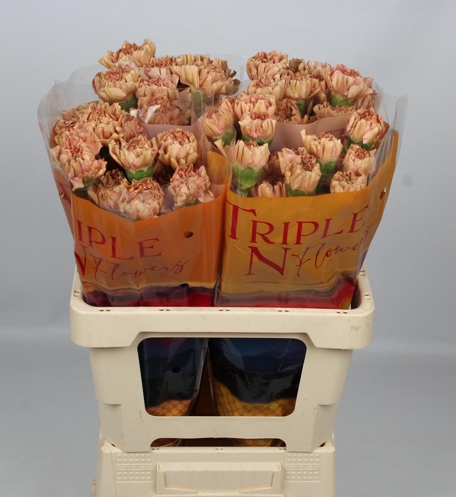 <h4>DI ST SAONA+</h4>