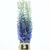 Delphinium Aurora Blue Super