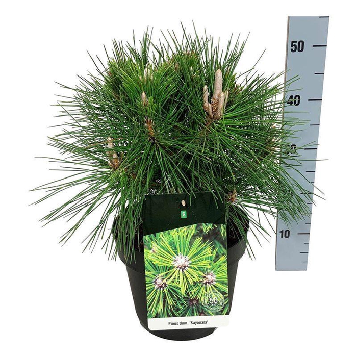 <h4>Pinus thunbergii 'Sayonara'</h4>