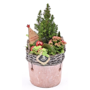 Wilg rand met terra pot 16cm