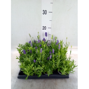 Lavandula angus.