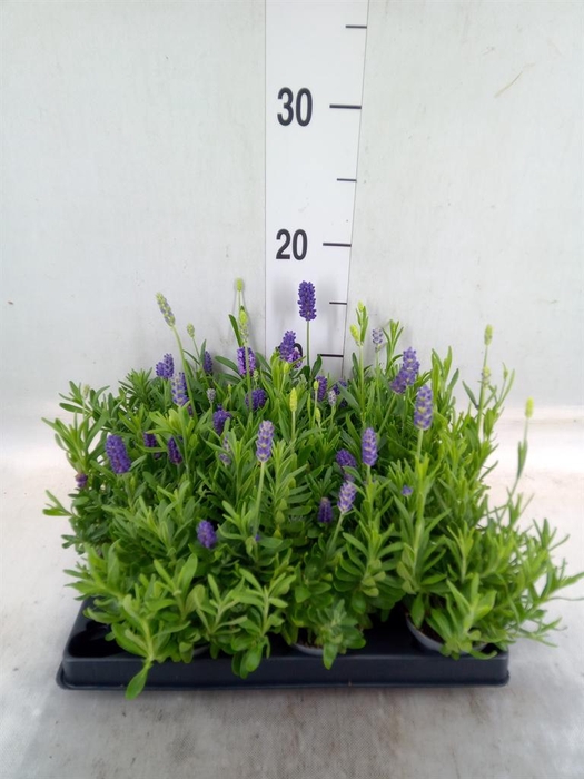 <h4>Lavandula angus.</h4>