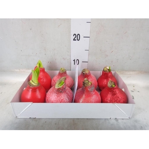 Hippeastrum   ...waxed