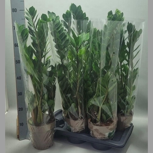ZAMIO ZAMIIFOLIA