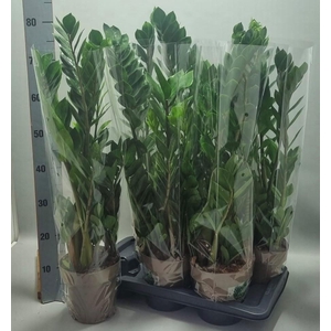 ZAMIO ZAMIIFOLIA