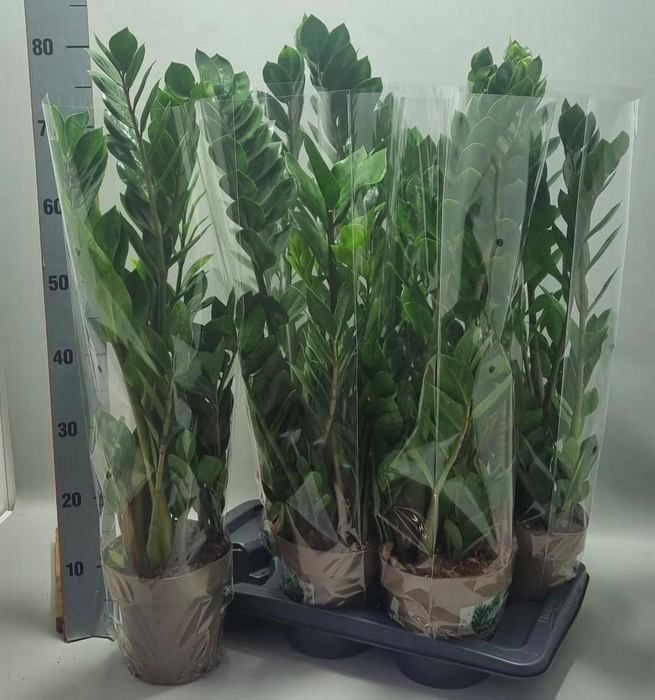 <h4>ZAMIO ZAMIIFOLIA</h4>