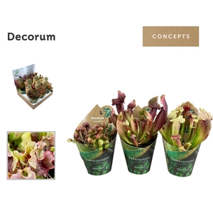 VLEESETENDE PLANTEN