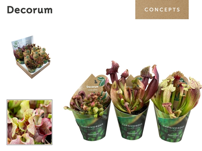 <h4>VLEESETENDE PLANTEN</h4>