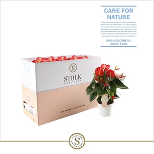 Red Champion 12cm in Ecobox