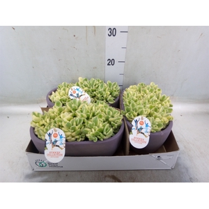 Cotyledon tome. ladys.